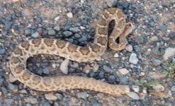 rattler 5 3.jpg