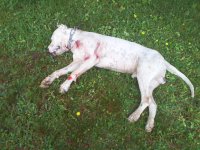 Pit bull.jpg Pit bull.jpg