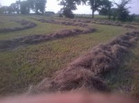 hay%20windrows.jpg