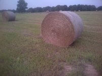 hay%20pic%20on%20DF.jpg