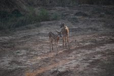 2013 baby deer.jpg