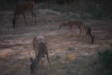 2013Mom and babies.jpg