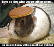 bunny-with-a-pancake-on-its-head.jpg