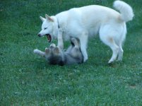 DSC00342.jpg