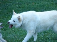 DSC00343.jpg