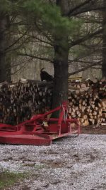 wood pile.jpg
