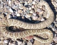 rattler 6-1.jpg