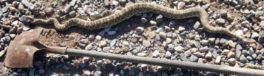 rattler 6-3.jpg