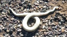 rattler 6-4.jpg