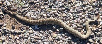 rattler 6-5.jpg