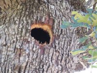 tree2.jpg