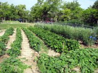 mid-JuneGarden-01.JPG