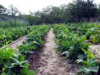 mid-JuneGarden-03.JPG