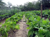 mid-JuneGarden-02.JPG
