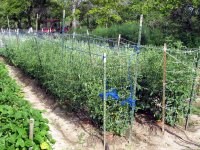 mid-JuneGarden-04.JPG