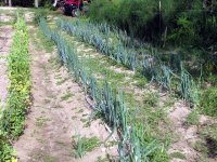 mid-JuneGarden-06.JPG