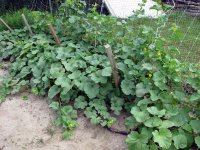 mid-JuneGarden-08.JPG