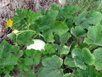mid-JuneGarden-10.JPG