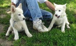 Shadow & Lobo puppies.jpg