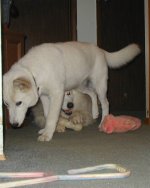 Shadow & Luckie.jpg
