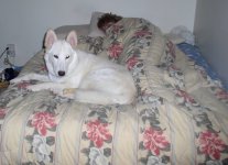 Shadow in bed.jpg