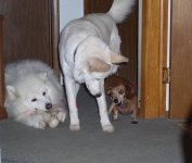 The three stuges.jpg