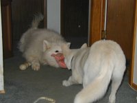 Tug-O-War.jpg