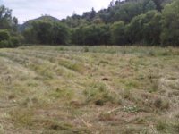 IMG-20130707-00131.jpg