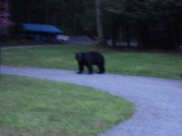 Bear_029.jpg