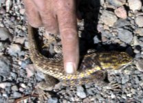 scaley-pet.jpg