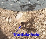 trantula hole.jpg