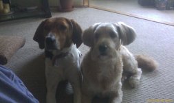 dogs.jpg