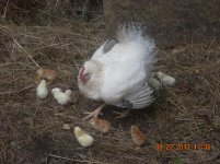 Hen1_DSCN2882.jpg