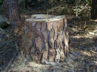 561394-bigstump.jpg