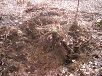 561455-Stump2.jpg