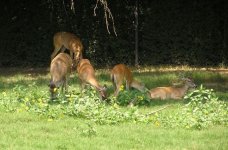 474054-deershot.JPG