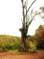 515590-Tree 1.JPG