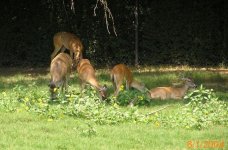 474194-deershot dated.JPG