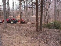 383918-tree6.jpg