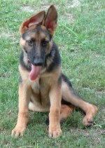 474528-Sako.jpg