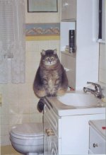 474614-FatCat 1.JPG