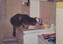 474615-FatCat 2.JPG