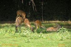 475312-deershot 2 dated.JPG
