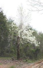 517330-Pear Tree web.JPG