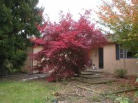 517729-maple1.JPG
