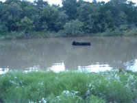 475578-bull.jpg