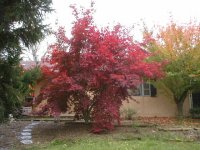 517730-maple2.JPG