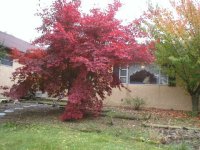 517731-maple3.JPG