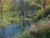 603459-Pond - Wis 1.jpg