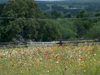 431438-mowfrontyard.jpg